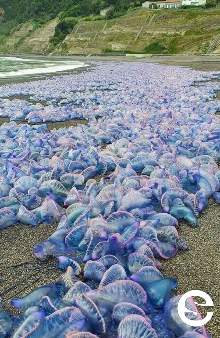 🇨🇱🧘 Ola de Calor y Fragata Portuguesa: Protocolo de verano Minsal 2026  🩺.