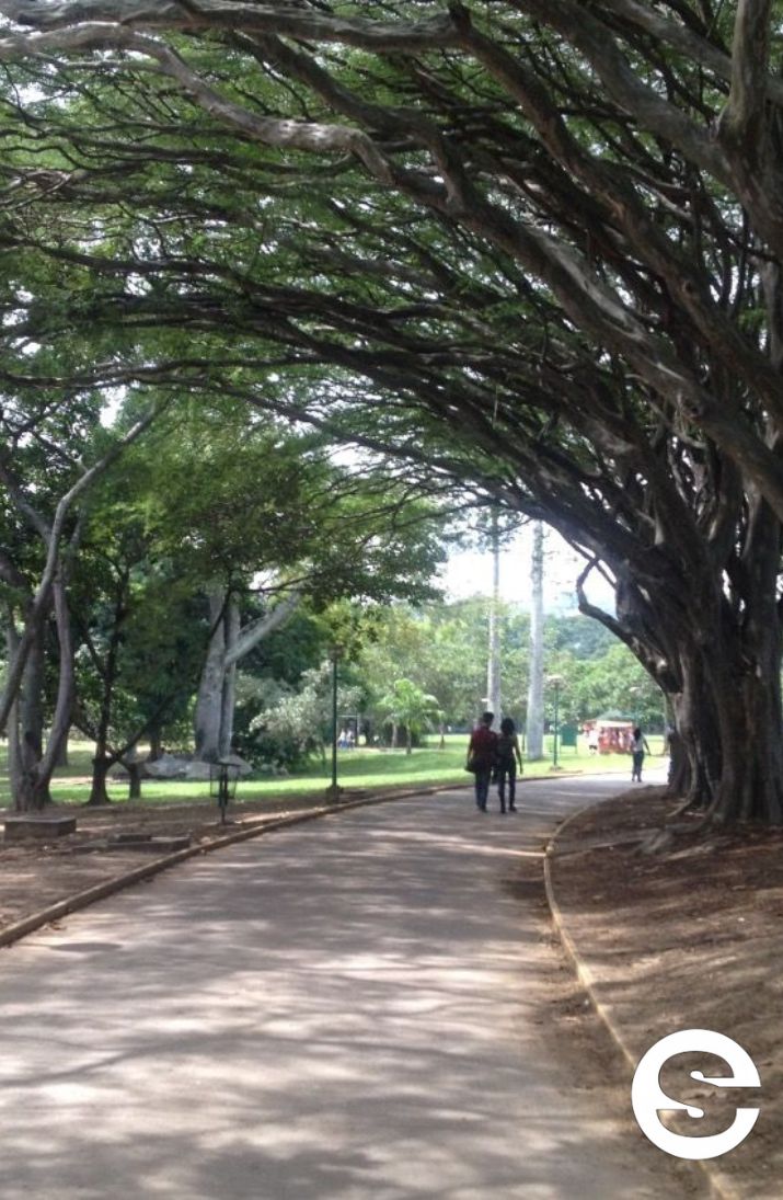🇻🇪🧘 Parque del Este: Club de Caminatas para Mayores 🏋️.