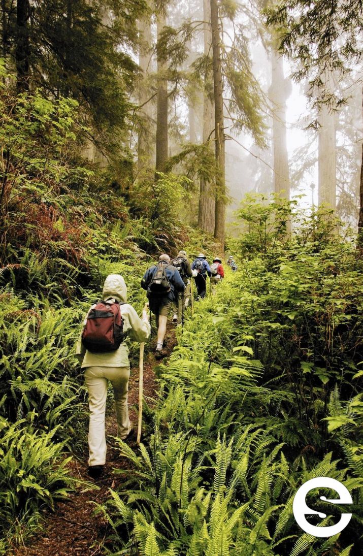 🇨🇱🎡 Mindfulness y Naturaleza: Baños de Bosque en Parques Urbanos 🎟.