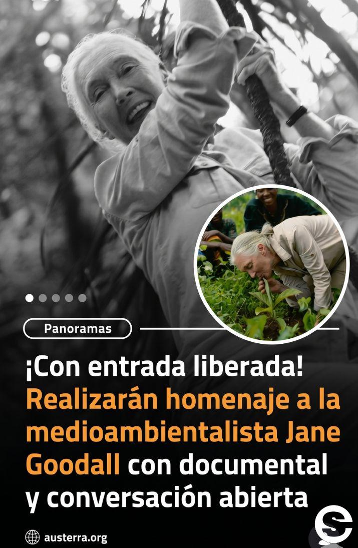 🇨🇱🕊 Panorama imperdible: Exhiben documental y realizan homenaje a la pionera científica Jane Goodall en Santiago 🎟.