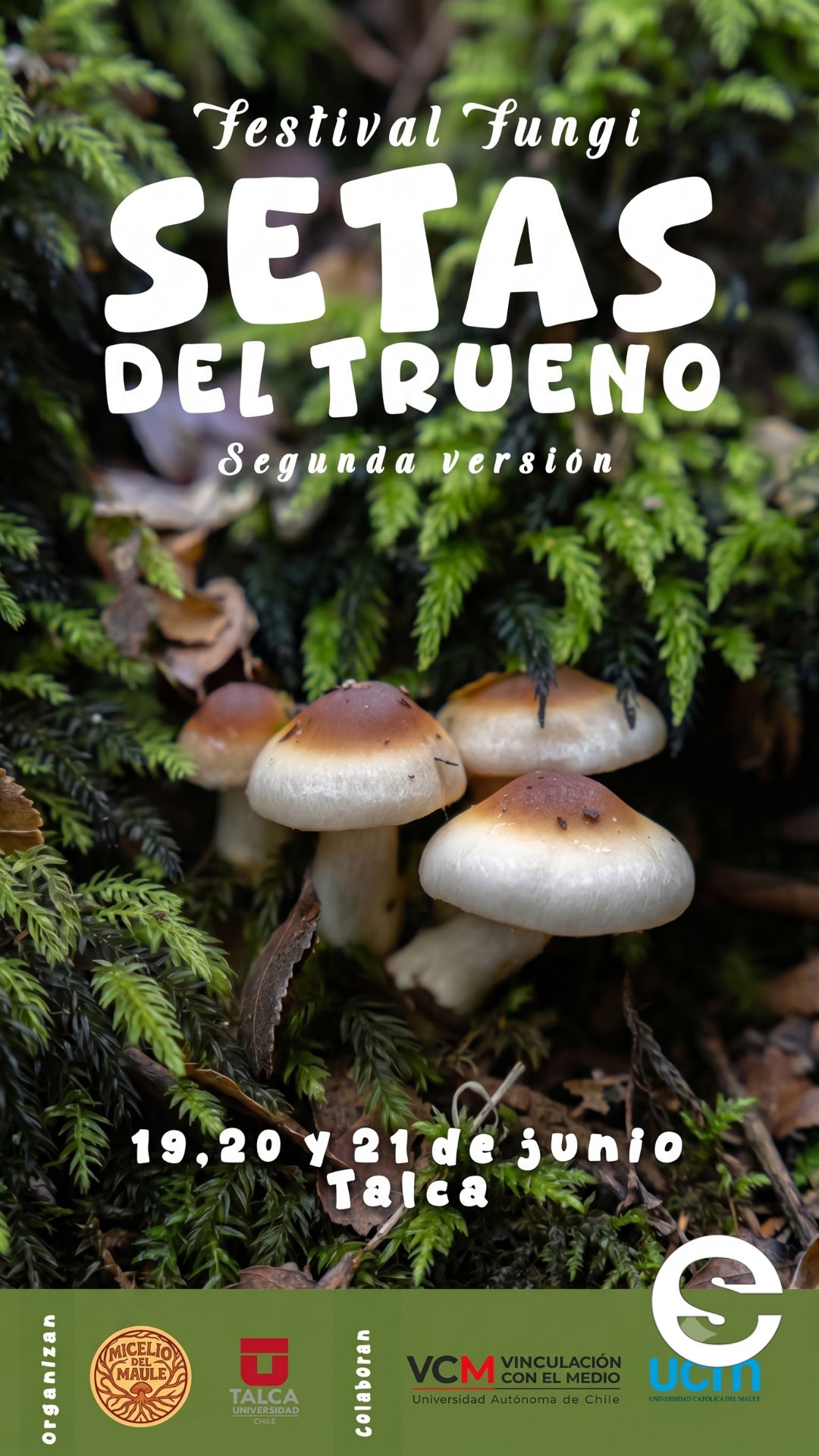 🇨🇱🎡 Festival Fungi Setas del Trueno invita a descubrir el mundo de los hongos en Talca 🎟.