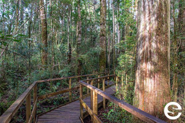 🇨🇱Gratuidad en Monumento Natural Lahuen Ñadi (Puerto Montt)-Los Lagos.